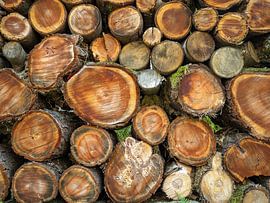 Bielatal Königstein, Saxon Switzerland – Wood pile by Pixelwerk