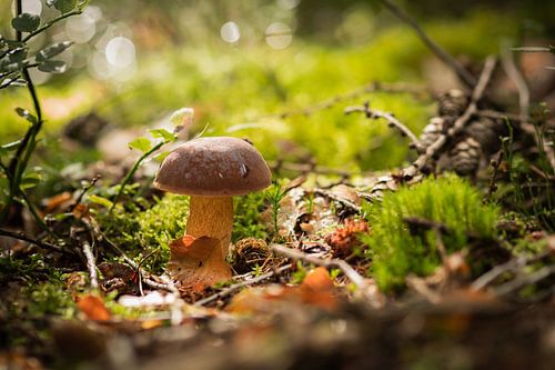 In het herfstzonnetje