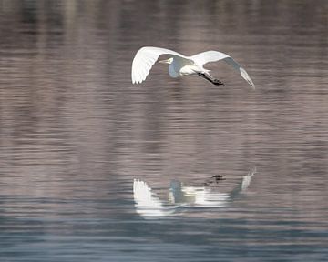 Spiegelung eines weißen Reihers im Wasser