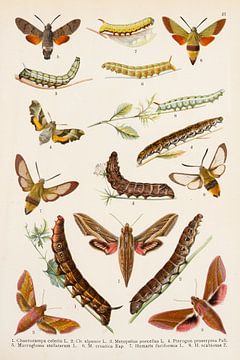 Antieke plaat van vlinders waaronder de olifantsvlinder van Studio Wunderkammer