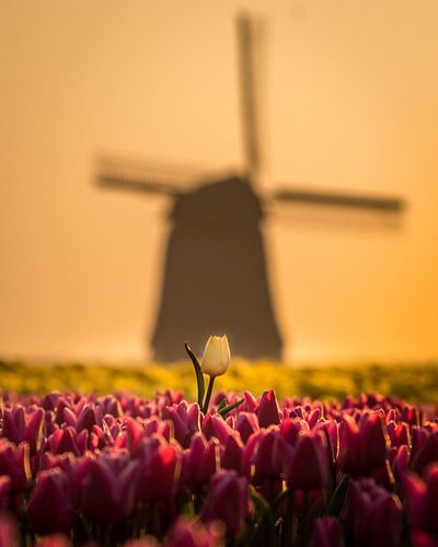 Uitstekend wit voor oude windmolen.