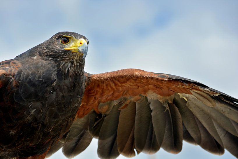 Close-up of a Harris' hawk by Atelier Liesjes