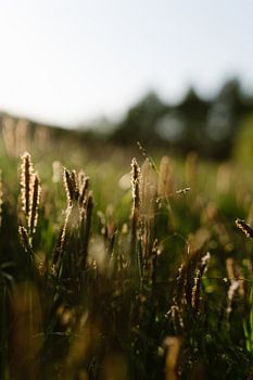 Abendlicht über Grasbüscheln