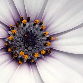 Makro-Magie der Natur – Faszinierender Blick ins Herz einer Blüte von Eric Nagel