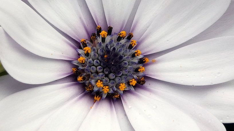 Makro-Magie der Natur – Faszinierender Blick ins Herz einer Blüte von Eric Nagel