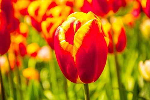 Gekleurd tulpenveld
