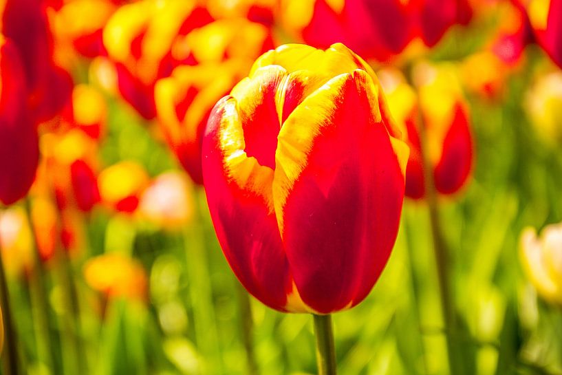 Gekleurd tulpenveld von Stedom Fotografie