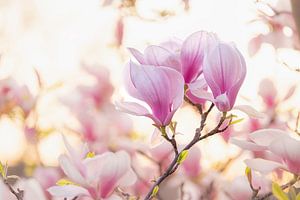Süße Magnolien