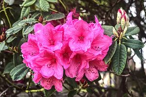 Rhododendron von BDG pics