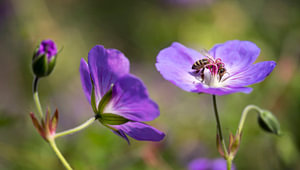bij zuigt honing uit blauw paarse tuingeranium