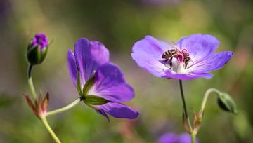 bee sucks honey from blue-purple garden geranium by anton havelaar