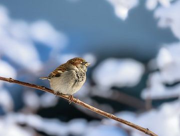 Close-up of a tree sparrow on a snow-covered tree by ManfredFotos