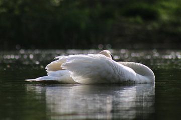 Höckerschwan von John Kerkhofs