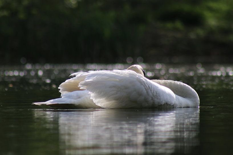 Mute Swan by John Kerkhofs