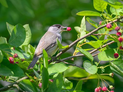 Zwartkop die een rode bes eet