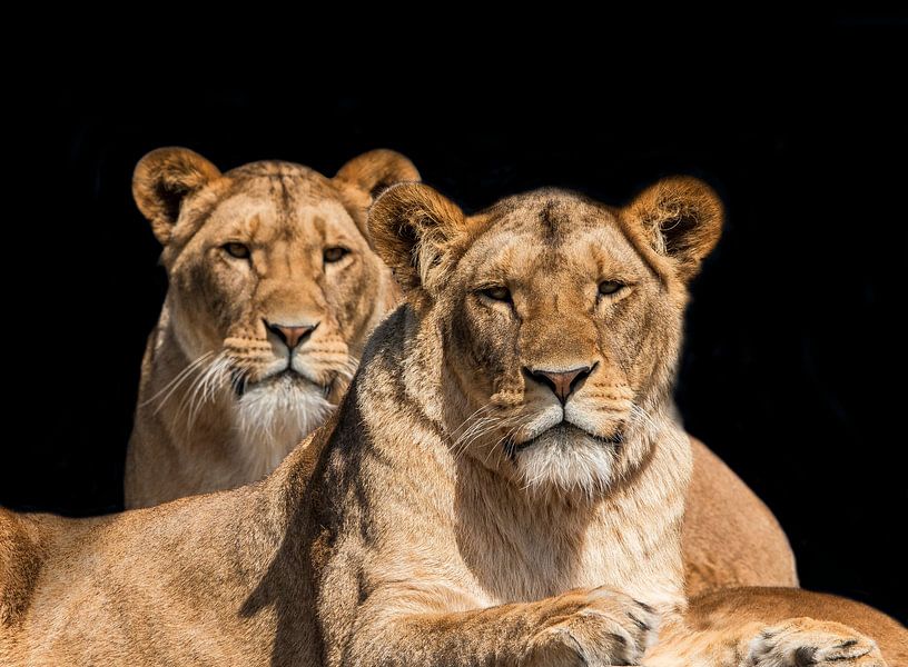 Two female Lions by Gert Hilbink