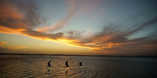les pélicans dans les cienfuegos