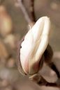 magnolia van Carmen Varo thumbnail