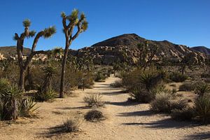 Joshua Baum Nationalpark