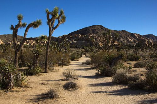 Joshua Tree National Park