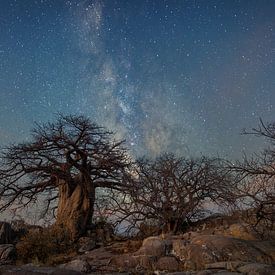 Starry night over baobab trees by Eddie Meijer