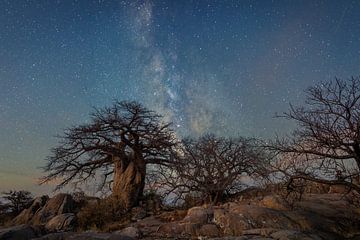 Starry night over baobab trees