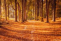 Colorful Shades of Autumn on Lochem Mountain