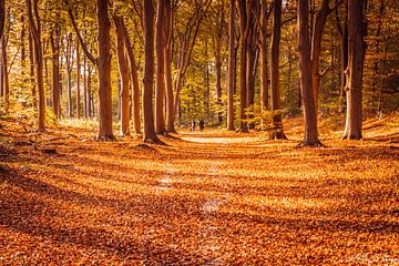 Les nuances colorées de l'automne sur le mont Lochem sur N-Joy Pictures