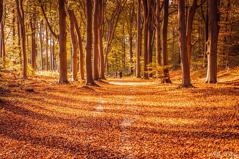 Colorful Shades of Autumn on Lochem Mountain by N-Joy Pictures