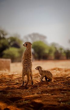 Meerkats in the Kalahari of Namibia by Patrick Groß