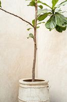 Plant in een Pot in Marrakech | Reis Fotografie in Marokko