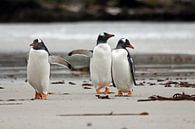 Gentoo penguins on the beach by Antwan Janssen thumbnail