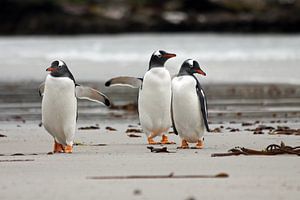 Pingouins Gentoo sur la plage