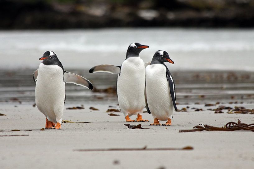 Gentoo penguins on the beach by Antwan Janssen