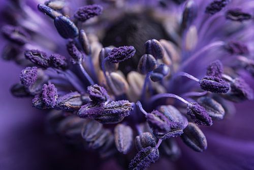 De anemoon van heel dichtbij