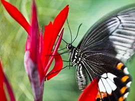 Vlinderpracht by Ingrid Wilson