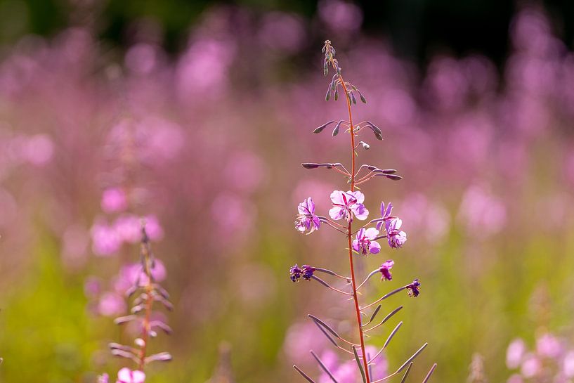 Wilgenroosje in het wild van Mel van Schayk