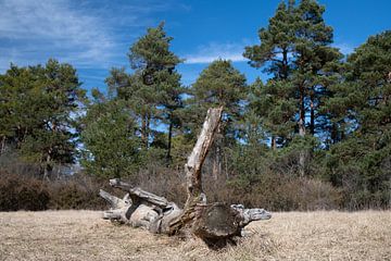 Een dode boomstam ligt in een dorre weide van Ulrike Leone