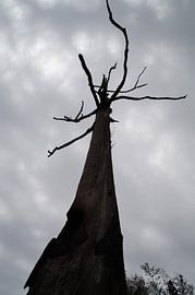 Boom / Tree, Pilgrim's Rest, Zuid-Afrika