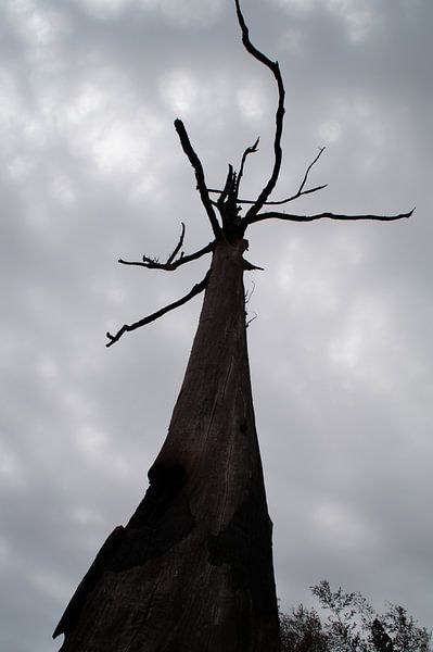 Boom / Tree, Pilgrim's Rest, Zuid-Afrika van Maurits Bredius