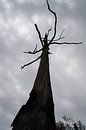 Boom / Tree, Pilgrim's Rest, Zuid-Afrika van Maurits Bredius thumbnail