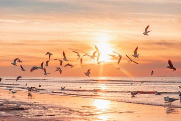 Vliegende meeuwen bij zonsondergang van Yanuschka Fotografie | Noordwijk