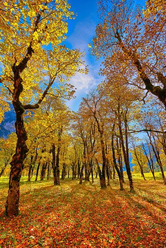 Grote ahorngrond herfst