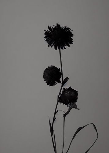 TW living - BLACK MOMENTS 01