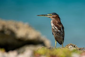 Green heron on the lookout by Pieter JF Smit