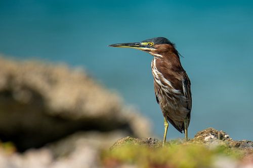Green heron on the lookout