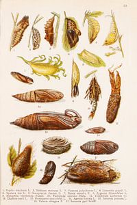 Planche pédagogique avec des dessins de chrysalides de papillons.