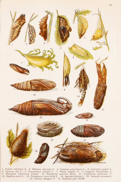 Educational plate with drawings of the pupae of butterflies. by Studio Wunderkammer