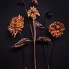 compositie van 3 gedroogde dahlia's van Karel Ham