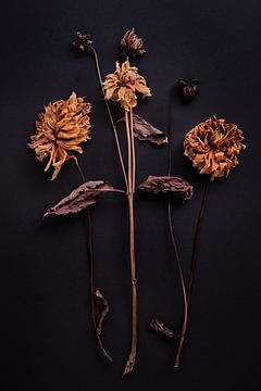 compositie van 3 gedroogde dahlia's